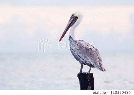 Lonely brown pelican is sitting on one of the wooden poles at the sea shore and watching to the side on the background of the blue water with waves and the sky in the morning. Lonely brown pelican is sitting on one of the wooden poles at the sea shore and watching to the side on the background of the blue water with waves and the sky in the morning. 118320456