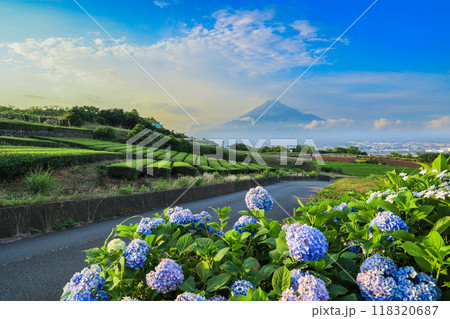 【静岡県】富士山と紫陽花のある茶畑の風景 118320687