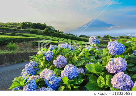 【静岡県】富士山と紫陽花のある茶畑の風景 118320688