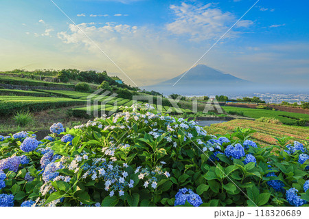 【静岡県】富士山と紫陽花のある茶畑の風景 118320689