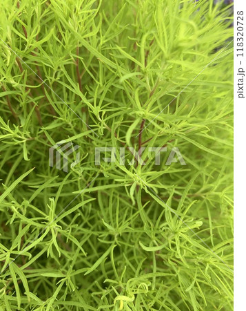 箒草 箒草 118320728