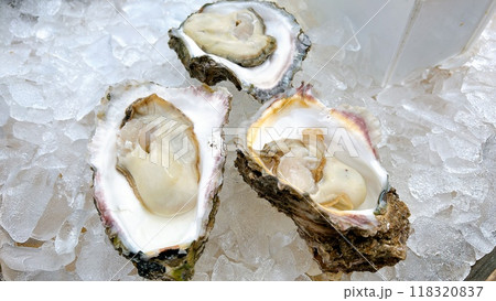 旅行で食べた生牡蠣 118320837