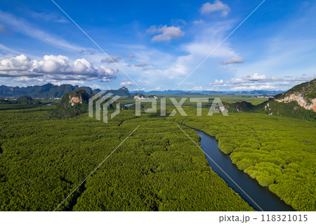 Amazing abundant mangrove forest, Aerial view of forest trees Rainforest ecosystem and healthy environment background, Texture of green trees forest top down, High angle view 118321015