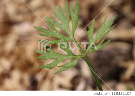 ニンジンの発芽 家庭菜園 ニンジンの発芽 家庭菜園 118321104