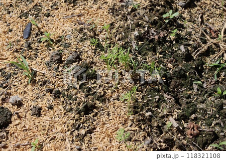 ニンジンの発芽 家庭菜園 ニンジンの発芽 家庭菜園 118321108
