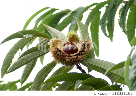 実った栗 118321169