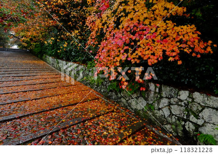 秋の京都光明寺の女人坂 118321228