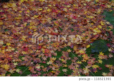 Red leaves carpet / 落ち葉の庭,落葉の絨毯(じゅうたん),秋の京都,雨後の紅葉 Red leaves carpet / 落ち葉の庭,落葉の絨毯(じゅうたん),秋の京都,雨後の紅葉 118321391