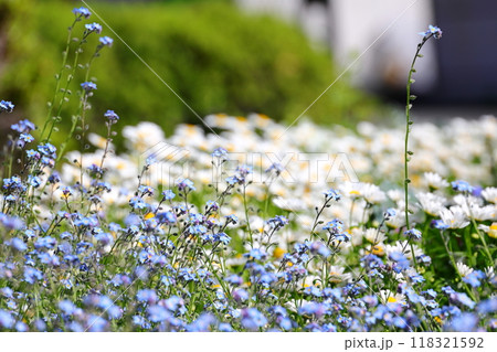 ノースポールと忘れな草 118321592