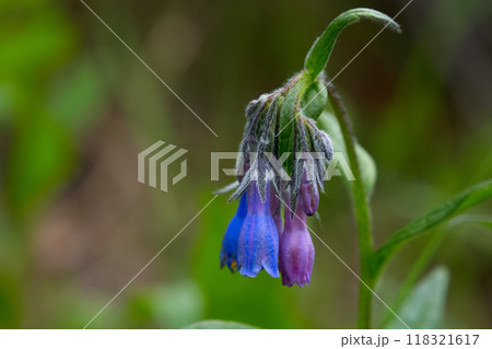 Blue and pink flowers of Northern bluebells are growing in the woods. Blue and pink flowers of Northern bluebells are growing in the woods. 118321617