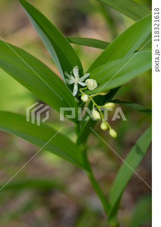 False Solomon's seal with green foliage is growing in the woods. False Solomon's seal with green foliage is growing in the woods. 118321618