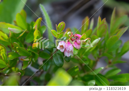 Pink flowers of Bearberry shrub with green leaves in the forest. Pink flowers of Bearberry shrub with green leaves in the forest. 118321619