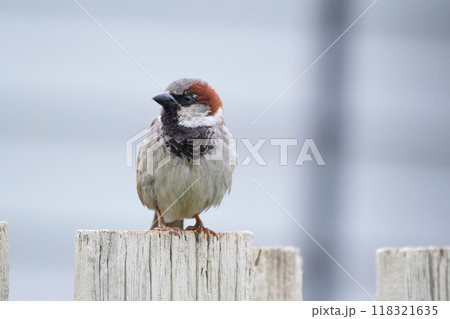 Male house sparrow is sitting on a pole of the wooden fence. Male house sparrow is sitting on a pole of the wooden fence. 118321635