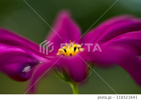 秋桜 118321641