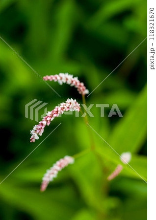 大犬蓼(おおいぬたで) 大犬蓼(おおいぬたで) 118321670