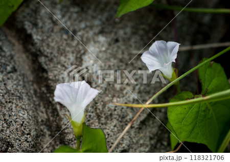 信濃川・やすらぎ堤の豆朝顔(まめあさがお) 信濃川・やすらぎ堤の豆朝顔(まめあさがお) 118321706