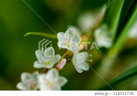 信濃川・やすらぎ堤の白花桜蓼(しろばなさくらたで) 118321716