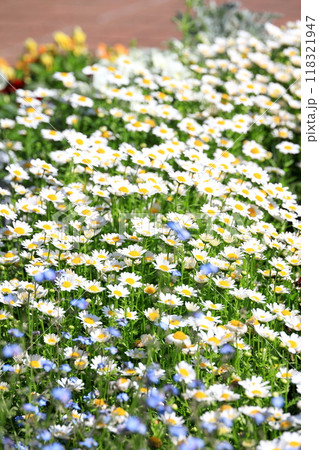 ノースポールと忘れな草 118321947