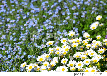 ノースポールと忘れな草 118321948