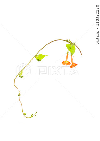 豆朝顔、白バック 118322220