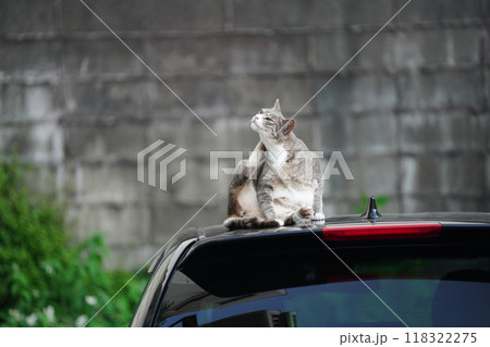 車の上の猫 118322275