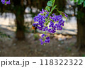 夏のデュランタの花とクマバチ 118322322