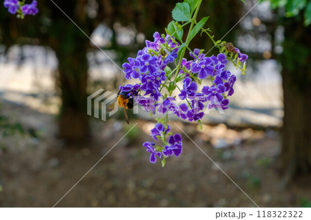 夏のデュランタの花とクマバチ 118322322
