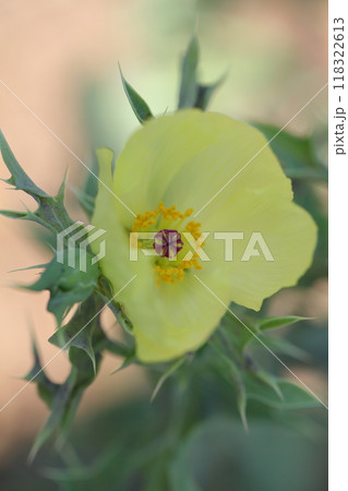 アザミゲシの花 118322613