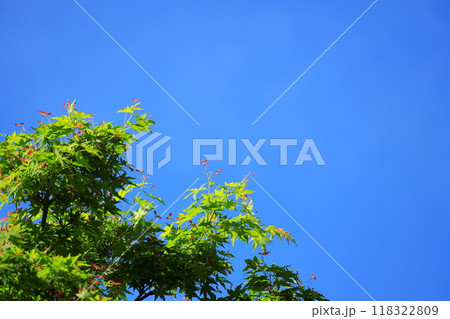 イロハモミジの翼果 118322809