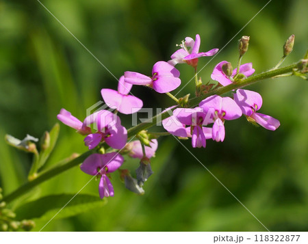 日差しを浴びたヌスビトハギの花と蕾のクローズアップ 日差しを浴びたヌスビトハギの花と蕾のクローズアップ 118322877