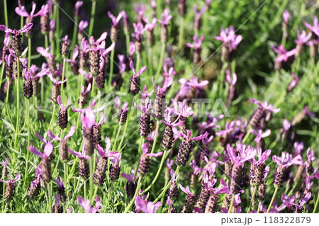 一面のラベンダー 118322879
