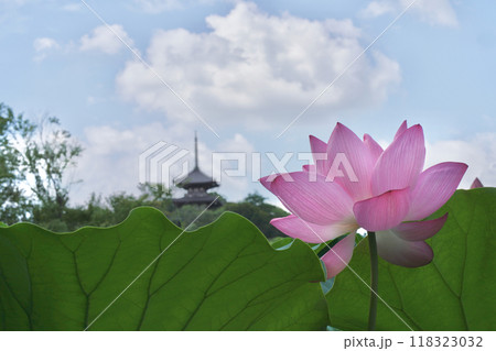 日本の夏 横浜の日本庭園の蓮の花 7月 8月 日本の夏 横浜の日本庭園の蓮の花 7月 8月 118323032