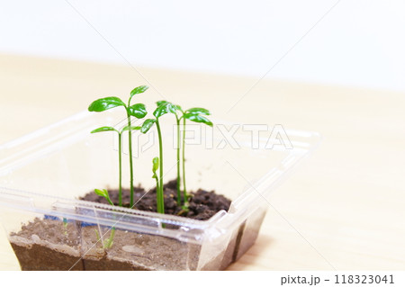二葉・発芽・植物観察・自由研究・夏休みの宿題【コピースペース･木目・ナチュラル】 118323041