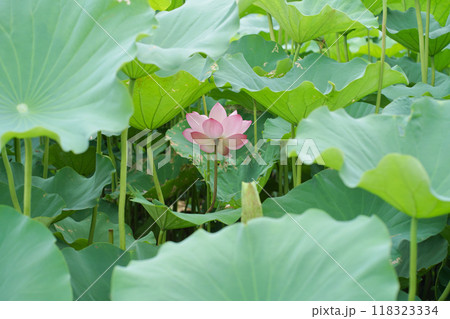 日本の夏　横浜の日本庭園の蓮の花　7月　8月 118323334