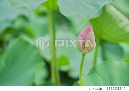 日本の夏　横浜の日本庭園の蓮の花　7月　8月 118323342