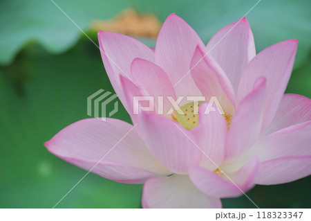 日本の夏 横浜の日本庭園の蓮の花 7月 8月 日本の夏 横浜の日本庭園の蓮の花 7月 8月 118323347