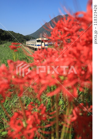 線路沿いに咲く彼岸花 線路沿いに咲く彼岸花 118323426