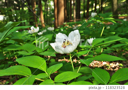 ヤマシャクヤク ヤマシャクヤク 118323528