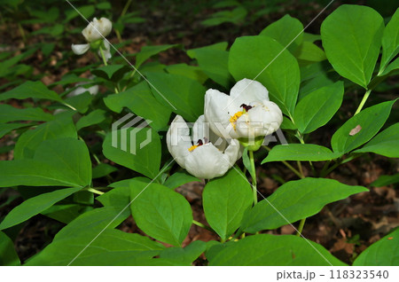 ヤマシャクヤク 118323540