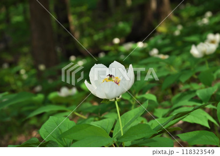 ヤマシャクヤク ヤマシャクヤク 118323549