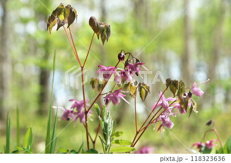 イカリソウ 118323636