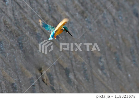 ロックオン! ロックオン! 118323678