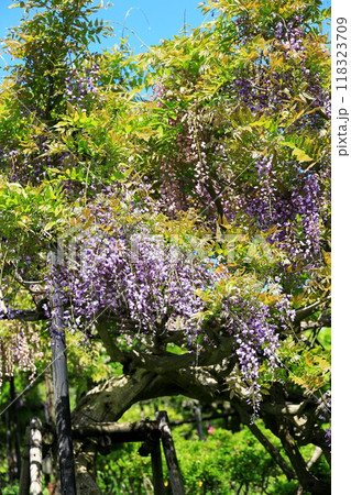 藤の花 藤の花 118323709