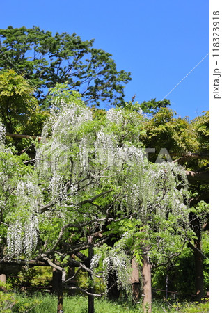 白い藤の花　タテ位置 118323918