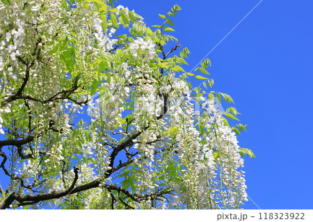 白い藤の花 118323922