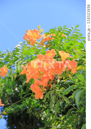 オレンジ色のノウゼンカズラの花 オレンジ色のノウゼンカズラの花 118323936