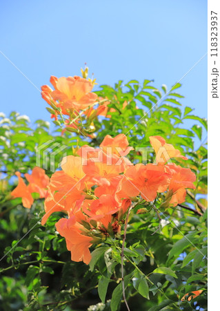 オレンジ色のノウゼンカズラの花 オレンジ色のノウゼンカズラの花 118323937
