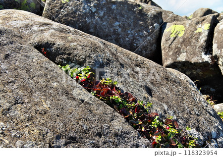 コケモモの実 118323954