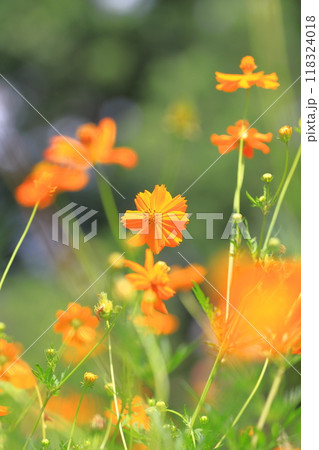 オレンジ色のキバナコスモス　 118324018