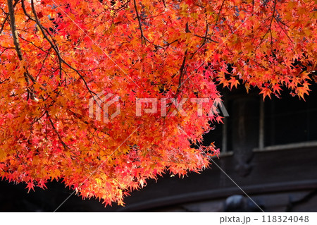 建物に映える旬の紅葉イメージ 建物に映える旬の紅葉イメージ 118324048